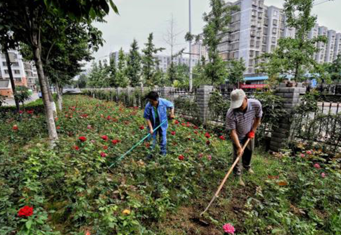 蘇州綠化養護公司